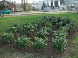 Arjan Land